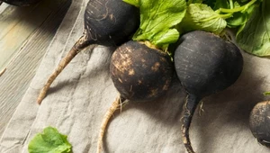 Regeneruje wątrobę, obniża cholesterol. Zapomniana czarna rzepa to genialne warzywo