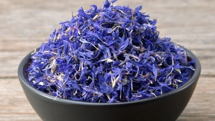 Herbata z kwiatów chabru bławatka działa relaksująco, pobudza trawienie i łagodzi stany zapalne