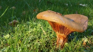 Ten grzyb był kiedyś warunkowo jadalny. Dziś wiadomo, że jest trujący