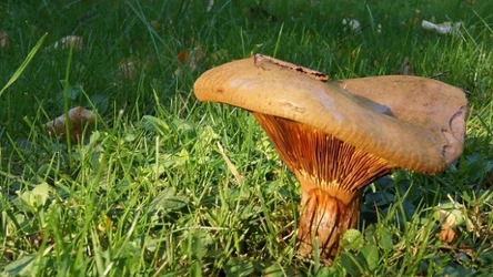 Olszówka jest grzybem trującym