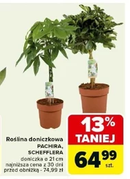 Roślina doniczkowa