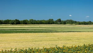 Rolnicy dostaną wsparcie za ochronę torfowisk. Kraje UE ustaliły