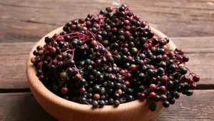 Owoce czeremchy z wyglądu mogą przypominać czarny bez