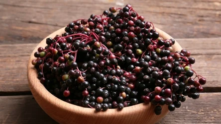 Owoce czeremchy z wyglądu mogą przypominać czarny bez