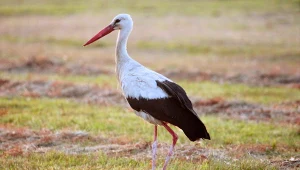 Te bociany nie odlecą do Afryki. Szukają pożywienia w śniegu
