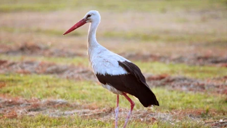 Bociany zostają na zimę w Europie? Nowy zwyczaj ptaków 