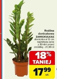 Roślina doniczkowa