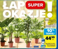 Roślina doniczkowa Carrefour