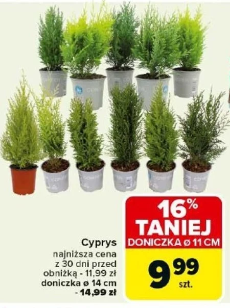 Cyprys
