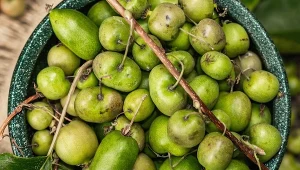 Jedz, póki trwa sezon. Serce będzie jak dzwon, wzrok się poprawi