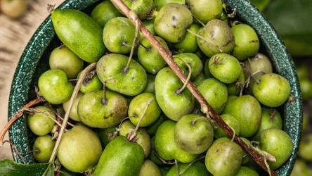 Minikiwi to bardzo zdrowy owoc - nie każdy o tym wie