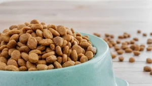 Polska rośnie w siłę w branży pet food. Inwestorzy już planują wejście (zdj. ilustracyjne)