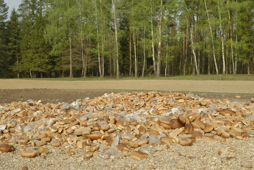 Nęcisko w lesie. Wyrzucony chleb Duża ilość suchych bułek i chleba rozrzucona na ziemi w otwartym, leśnym terenie, w tle widoczne drzewa i świeża zieleń.