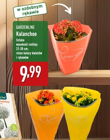 Kalanchoe Gardenline