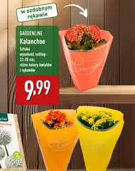 Kalanchoe Gardenline