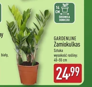 Заміокулькас Gardenline