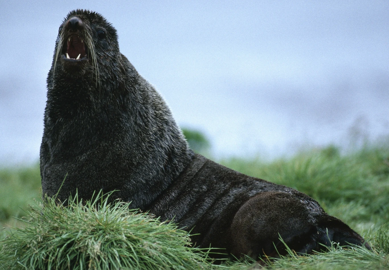 Foka siedząca w trawie z szeroko otwartą paszczą, wokół zielona roślinność i zamglone tło przypominające nadmorską scenerię.