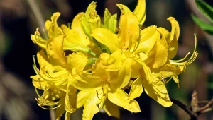 W Polsce jest krytycznie zagrożony. Występuje tylko w jednym miejscu