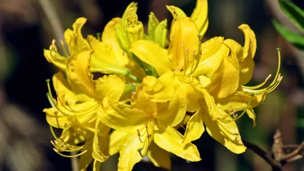 Gdzie występuje różanecznik żółty? 