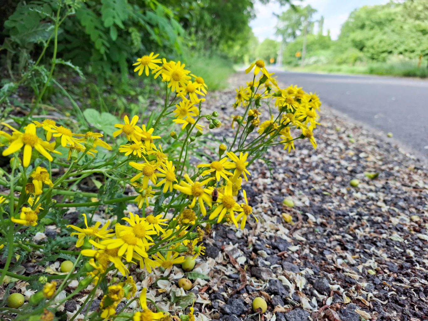 Starzec jakubek to ładna, ale niebezpieczna roślina. Uważaj na nią na spacerach. 