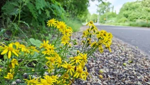 Idziesz na spacer, uważaj na tę roślinę. Lasy Państwowe wydały ostrzeżenie 