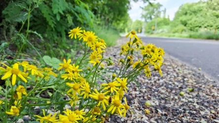 Starzec jakubek to ładna, ale niebezpieczna roślina. Uważaj na nią na spacerach. 