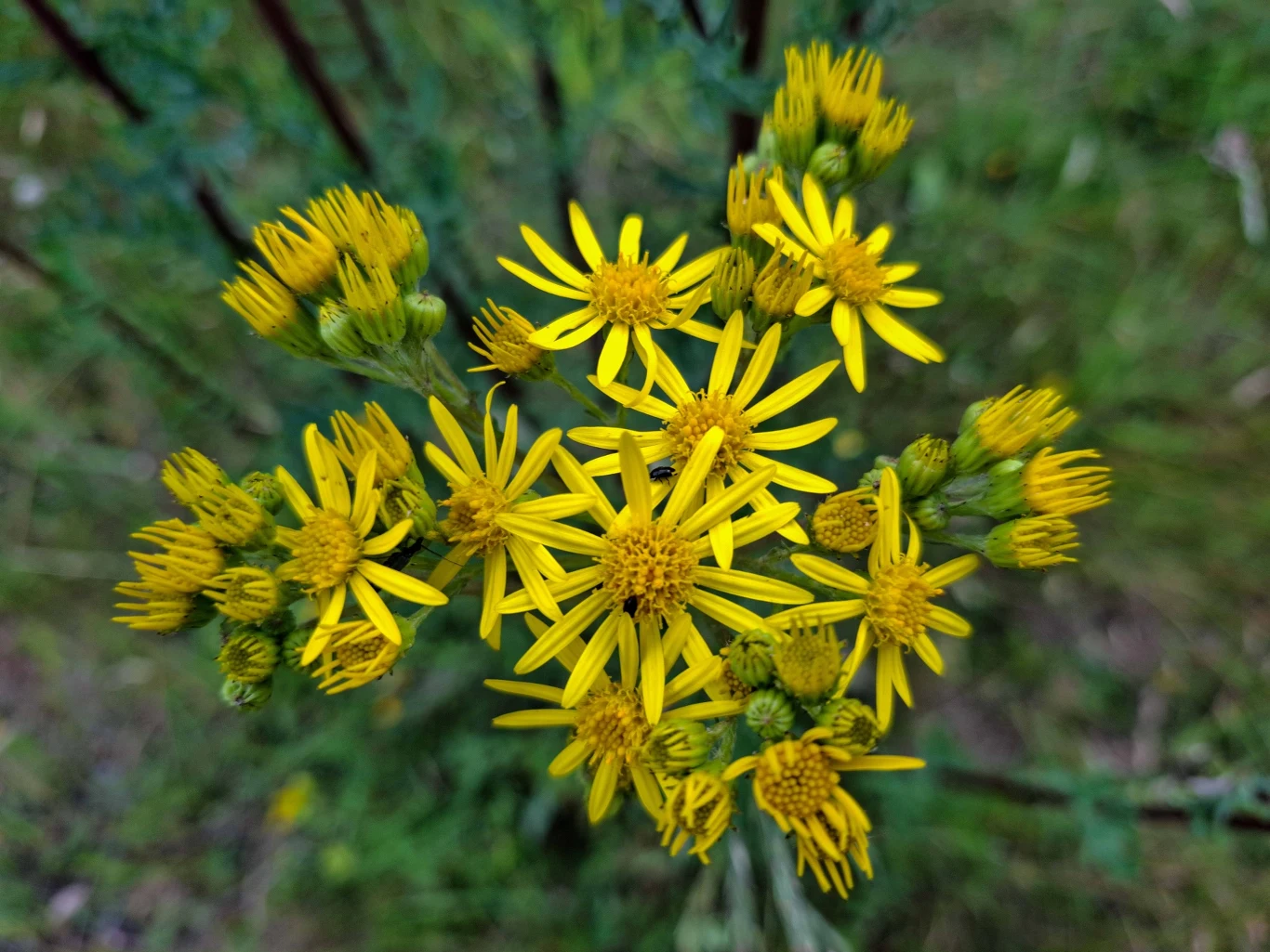 Starzec jakubek jest szczególnie niebezpieczny dla koni i kuców, a także dla małych zwierząt domowych. 