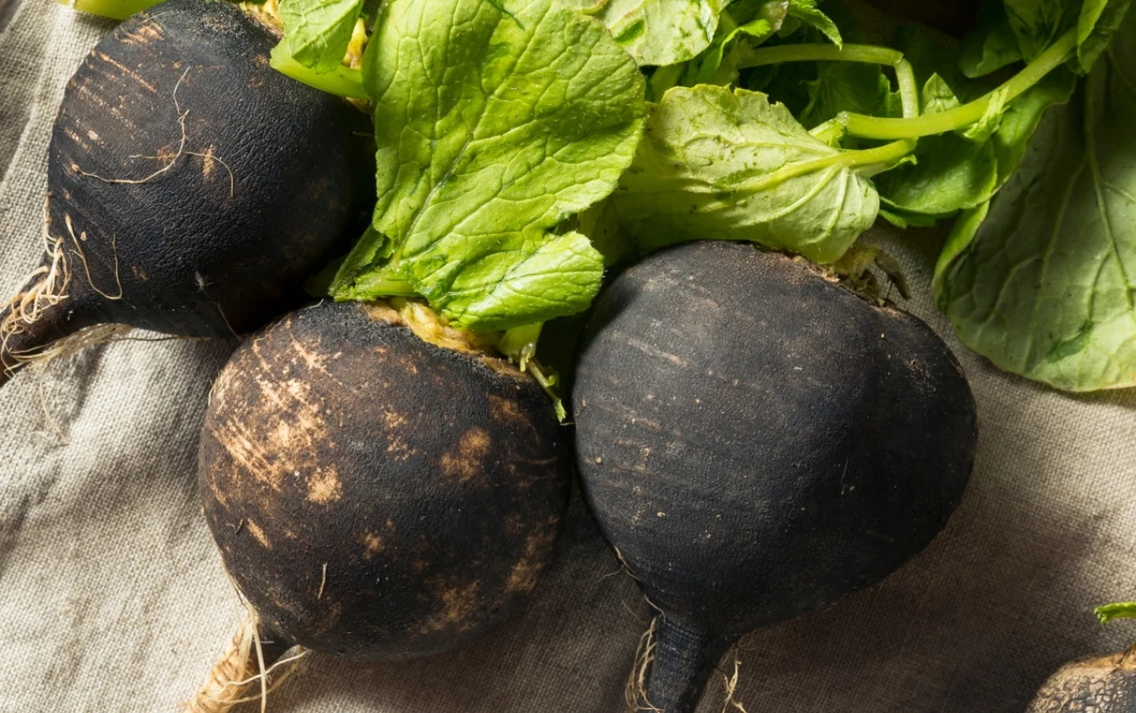Regeneruje wątrobę, obniża cholesterol. Zapomniana czarna rzepa to genialne warzywo
