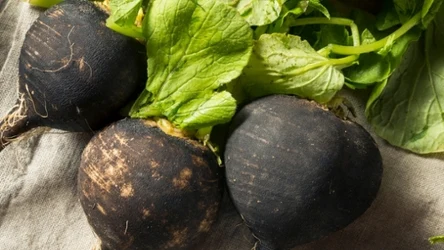 Regeneruje wątrobę, obniża cholesterol. Zapomniana czarna rzepa to genialne warzywo