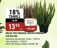 Wrzos Premium