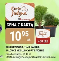 Tuja