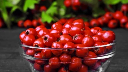 Owoce głogu chronią przed miażdżycą i stłuszczeniem wątroby