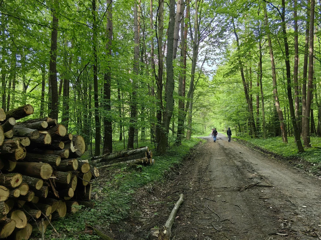 Najwyższa Izba Kontroli negatywnie oceniała działania Lasów Państwowych w zakresie dostosowania gospodarki leśnej do zmian klimatu
