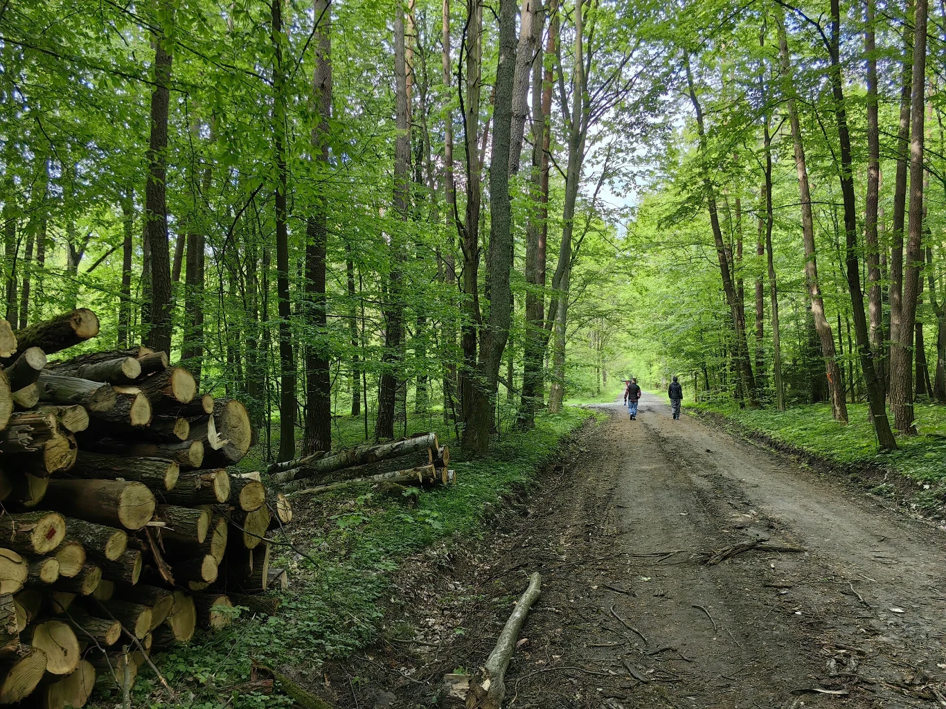 Najwyższa Izba Kontroli negatywnie oceniała działania Lasów Państwowych w zakresie dostosowania gospodarki leśnej do zmian klimatu Leśna droga otoczona wysokimi zielonymi drzewami, po lewej stronie stos ściętych bali drewna, w głębi kilku ludzi spacerujących ścieżką.