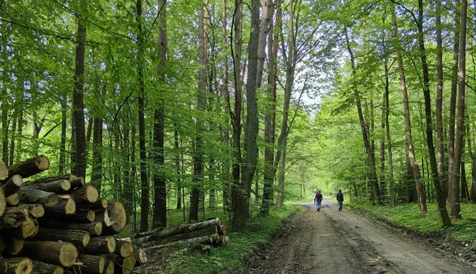 Najwyższa Izba Kontroli negatywnie oceniała działania Lasów Państwowych w zakresie dostosowania gospodarki leśnej do zmian klimatu