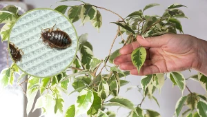 Te rośliny przyciągają pluskwy. Masz je w swoim domu?