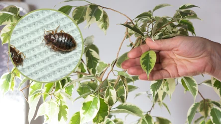 Te rośliny przyciągają pluskwy. Masz je w swoim domu?