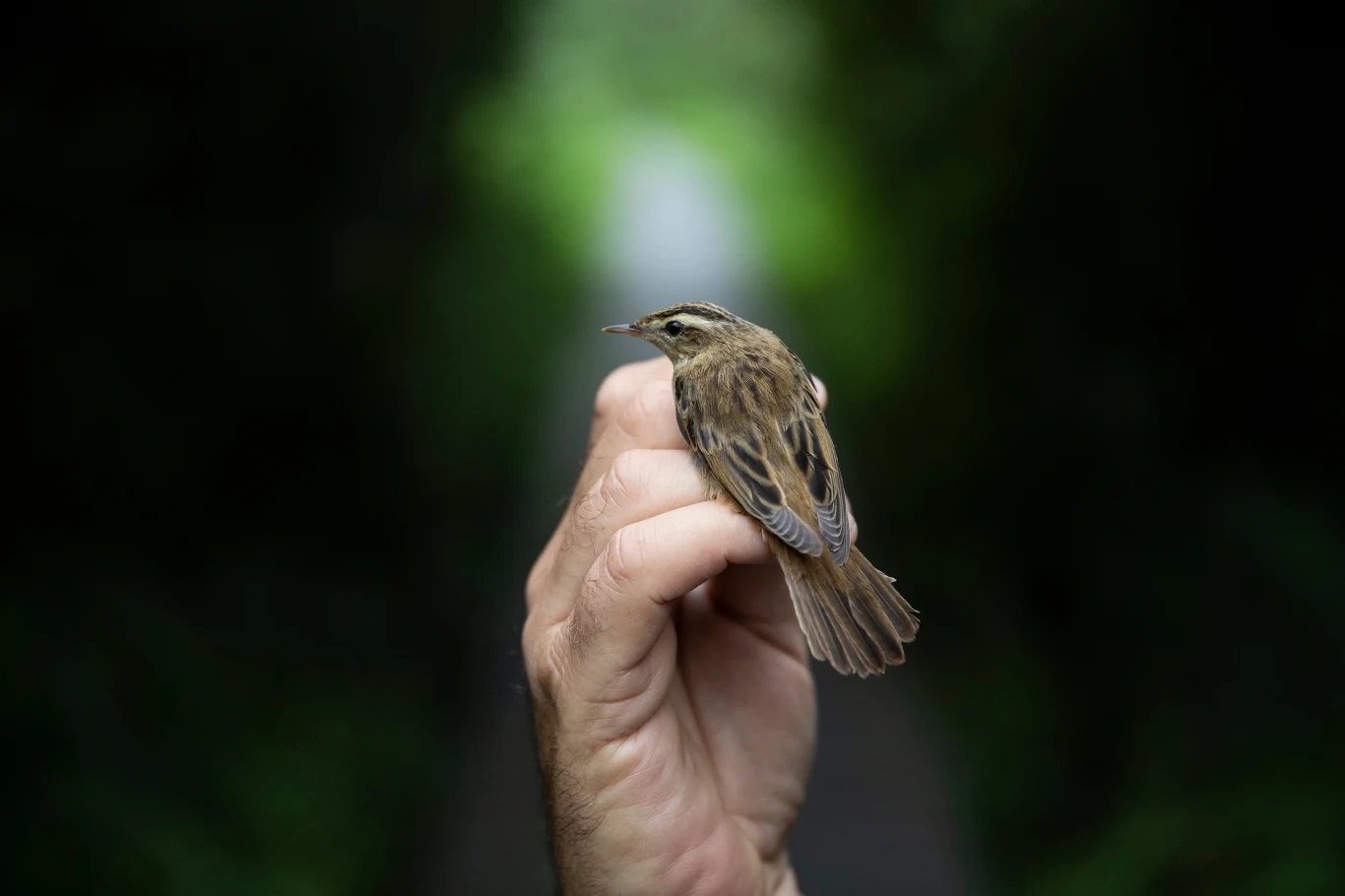 Mały brązowy ptak siedzi delikatnie na dłoni człowieka, wokół ciemne rozmyte tło zieleni.