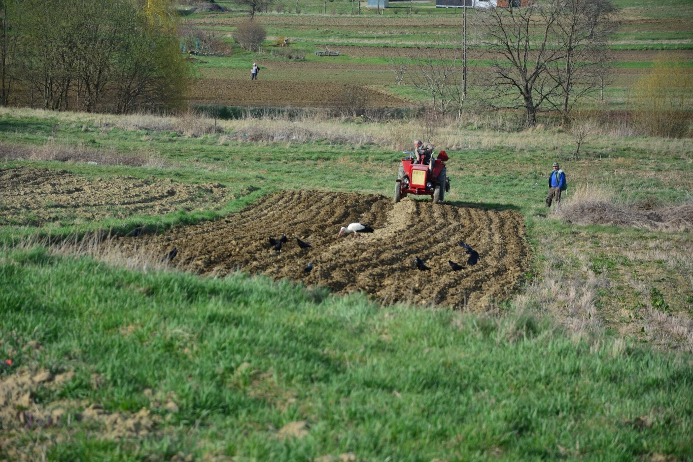 Państwo spłaci dług rolnika w zamian za przejęcie ziemi Czerwony traktor uprawiający pole, wokół niego na ziemi kilka czarnych ptaków, obok maszyny stoi człowiek w niebieskiej kurtce, w tle widoczne są inne pola, drzewa i osoby pracujące.