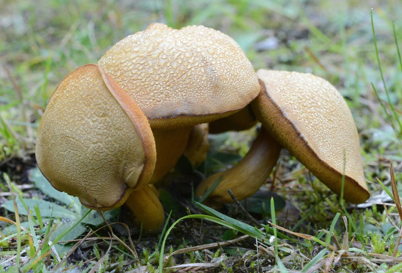 Jakie są najlepsze grzyby do marynowania? Wśród nich maślak pstry. Jakie są najlepsze grzyby do marynowania? Wśród nich maślak pstry.