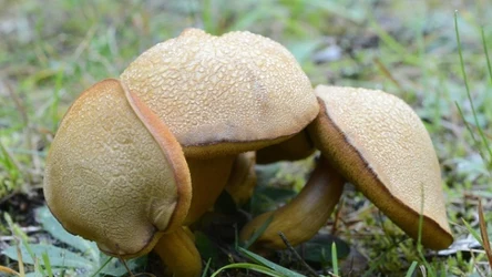 Jakie są najlepsze grzyby do marynowania? Wśród nich maślak pstry. 