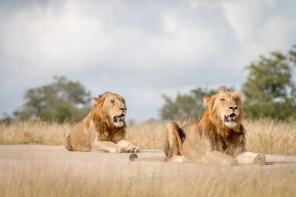 Dwa dorosłe lwy odpoczywające na otwartej sawannie, siedzące na wydeptanej ziemi, wokół wysokie trawy i kilka drzew na dalszym planie, jasne niebo z rozproszonymi chmurami