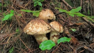 Najdroższy grzyb świata rośnie w Polsce? Nawet 2 tys. euro za kilogram