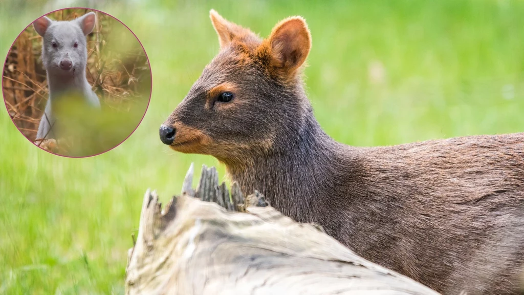 Albinotyczny pudu południowy wygląda uroczo. Znaleziono go na wyspie Chiloe