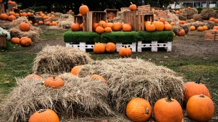 Farma dyniowa pod Krakowem już jest otwarta. Można ją odwiedzać codziennie 