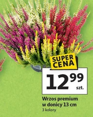 Wrzos Premium