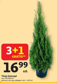 Thuja