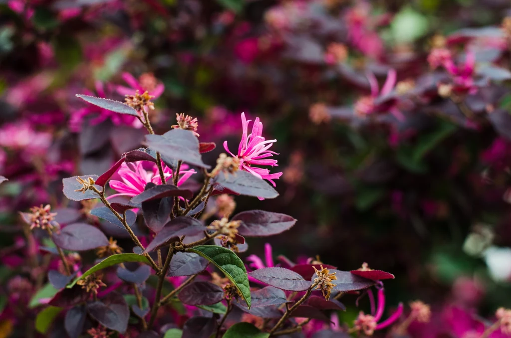 Loropetalum chińskie zachwyca niecodziennym wyglądem Loropetalum chińskie zachwyca niecodziennym wyglądem