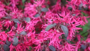 Ta roślina kwitnie, gdy wszystko inne zamarza. Posadź ją teraz, a zimą będzie zachwycała