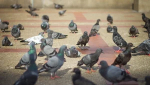 Gołębie w porannym słońcu spacerują po deptaku